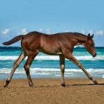 My Beautiful Iron (Florence) - out of Beautiful Maiden (owned by Seaside Farm LP)